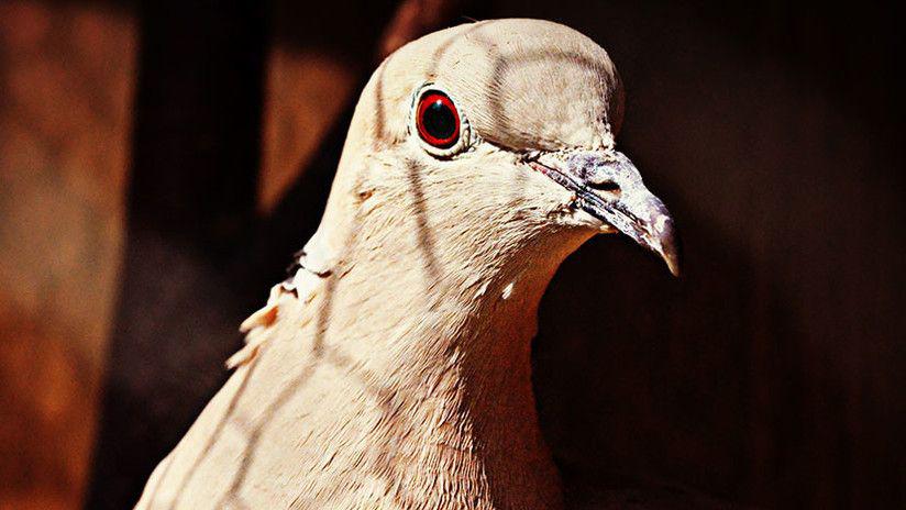 Captan una extrantildea criatura mutante en China