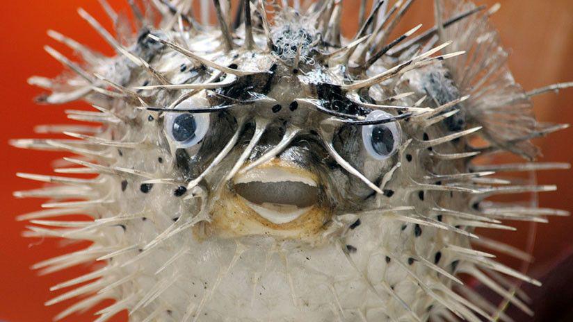 Una extrantildea criatura fue hallada en una casa