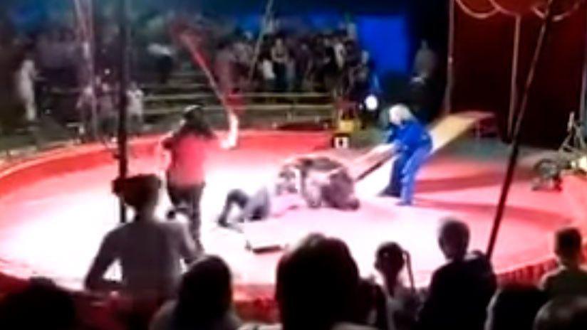 El feroz ataque de un oso a un empleado de un circo