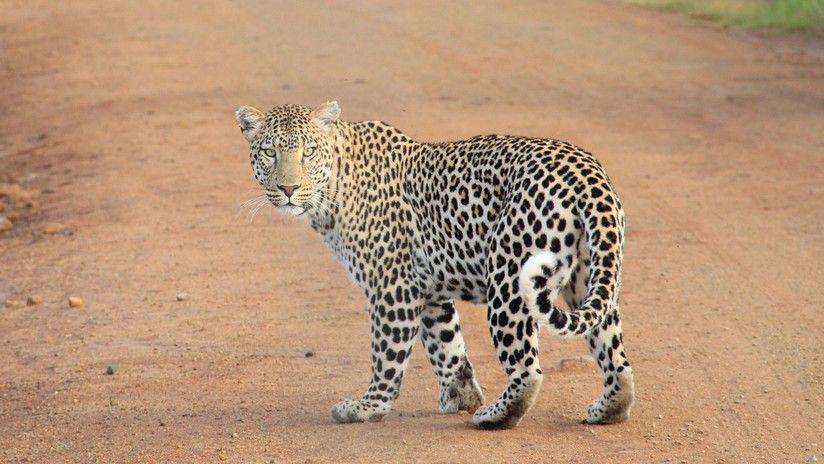 Captan un combate a muerte entre un cachorro de leopardo y un varano