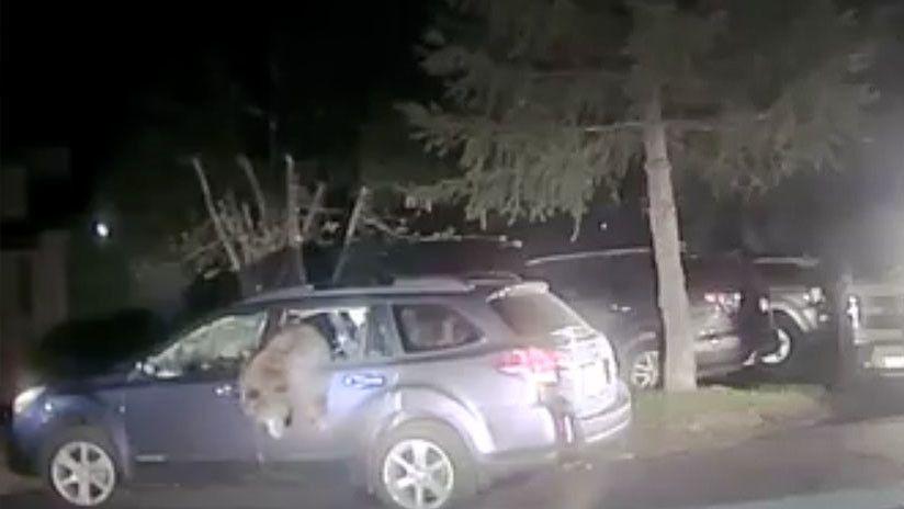 Un policiacutea rescatoacute a un oso atrapado dentro de un auto