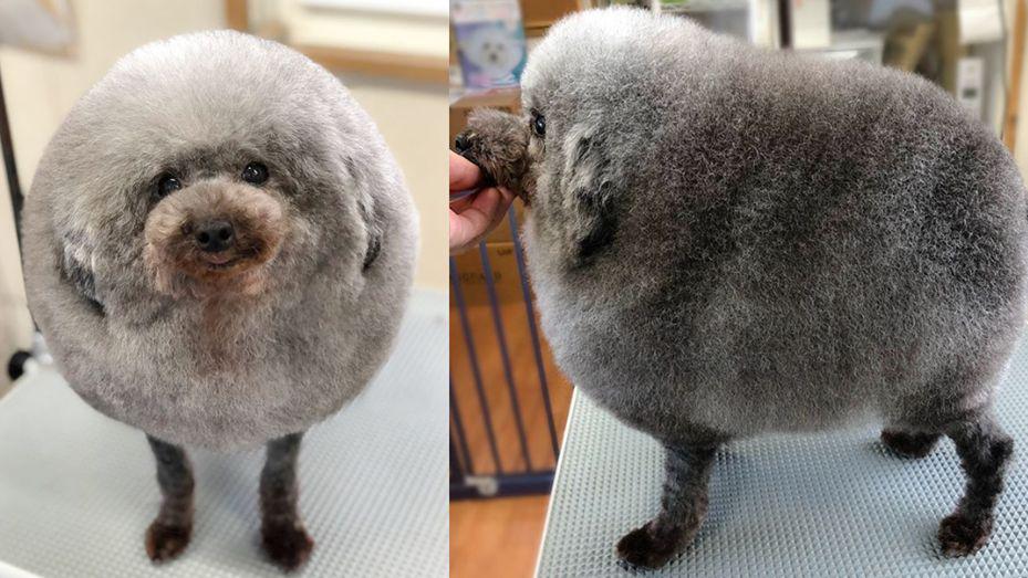 El nuevo look de un caniche es furor en Internet