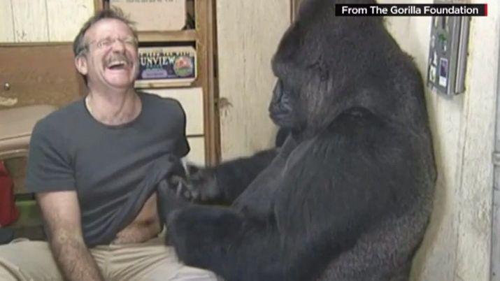 Murioacute Koko la gorila que se hizo amiga de Robin Williams