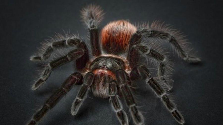 Viral- Arantildea gigante causa terror a una pareja