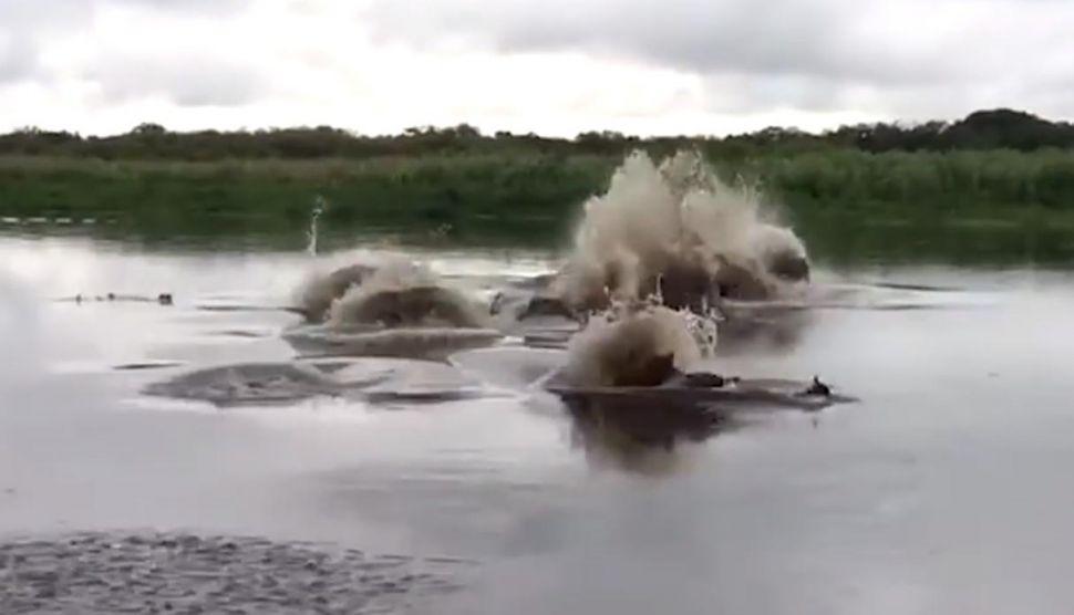 Una extrantildea criatura desata el paacutenico en Facebook