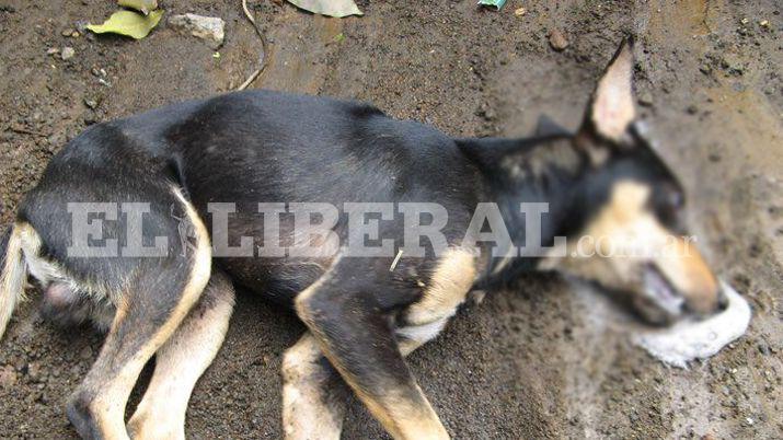 Loreto- preocupacioacuten en los vecinos por animales envenenados
