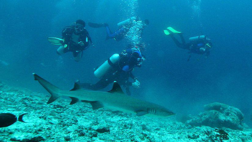 Un instructor de buceo impide que un tiburoacuten muerda a su alumno