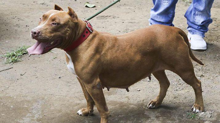 La Banda- una mujer herida tras el ataque de un Pitbull