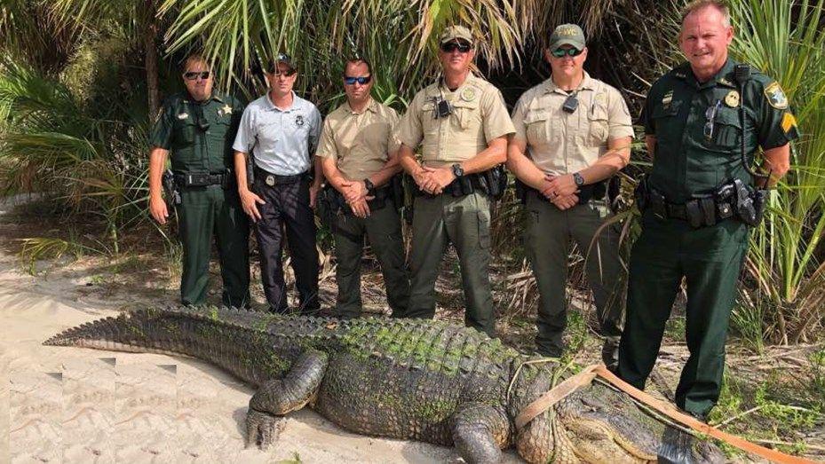 Atraparon un cocodrilo de cuatro metros de largo