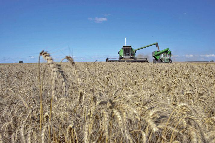 Santiago tiene la siembra maacutes grande de trigo de toda la regioacuten NOA y NEA en el ciclo 201819