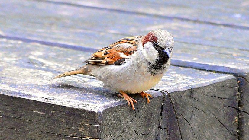El reflejo de un gorrioacuten deja perplejo a Internet