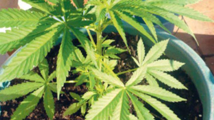Autorizan a familiares de un nintildeo con siacutendrome de Tourette a cultivar cannabis con fin medicinal