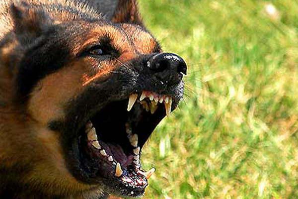 Perro atacoacute a un nintildeo de 11 antildeos en Fernaacutendez