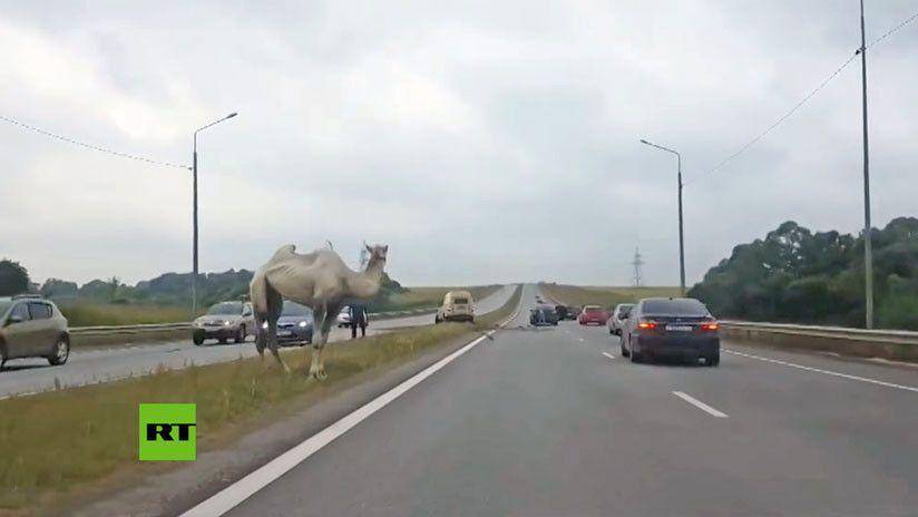 Un camello siembra el caos en una autopista de Moscuacute