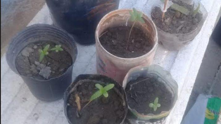 Allanaron la casa de Pocoto por robo y hallaron siete plantas de marihuana