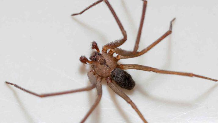 Una arantildea la picoacute en el pie y tuvieron que cortarle la pierna