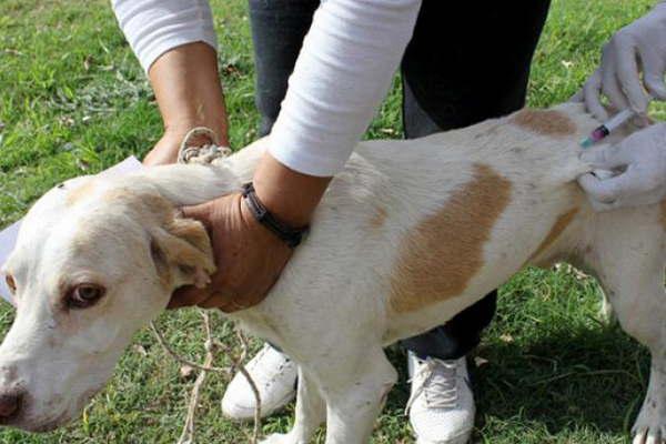 Habraacute vacunacioacuten antirraacutebica gratuita en la UPA Peruchillo