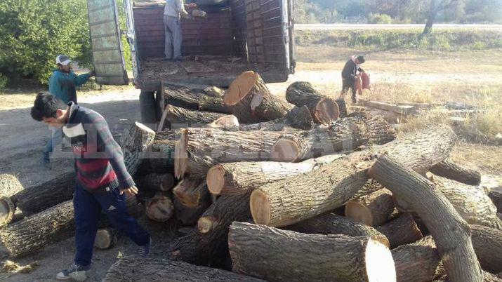 Secuestran en Brea Pozo un camioacuten con vigas de algarrobo robadas