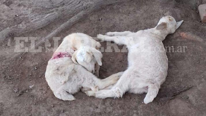 Colonia Dora- denuncian a vecino por matanza de cabritos a garrotazos