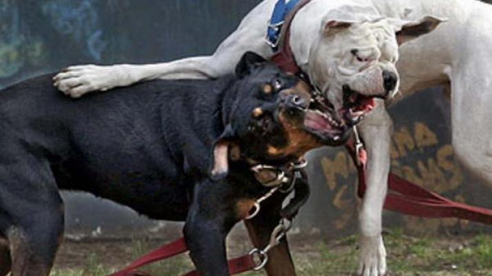 Amenazó a su vecino luego de una feroz pelea entre sus perros