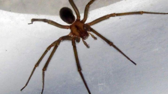 Un adolescente murioacute tras ser picado por la arantildea de los rincones