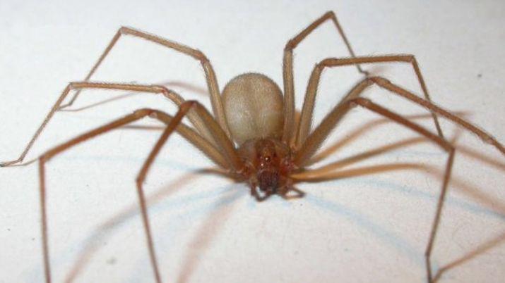 iquestExiste la arantildea de los rincones en Santiago del Estero