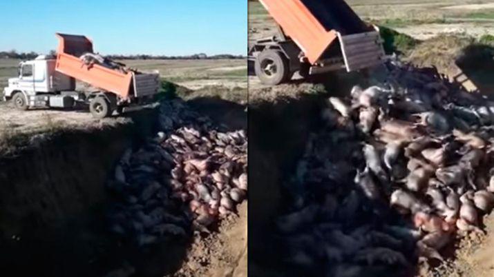 VIDEO  Mueren 400 cerdos en Santa Fe por un error humano