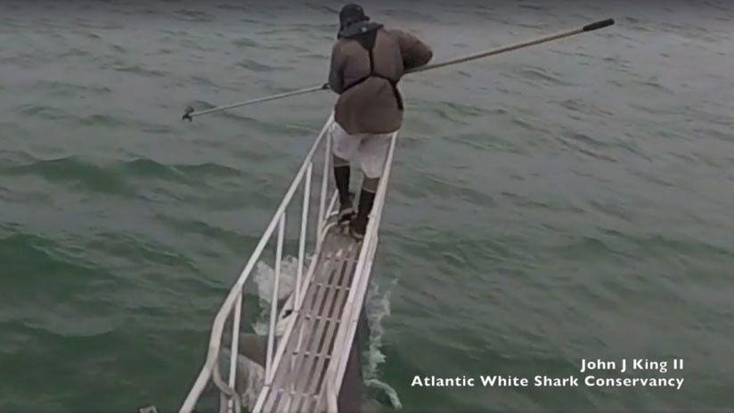 Escalofriante- Un cientiacutefico fue atacado sorpresivamente por un tiburoacuten blanco