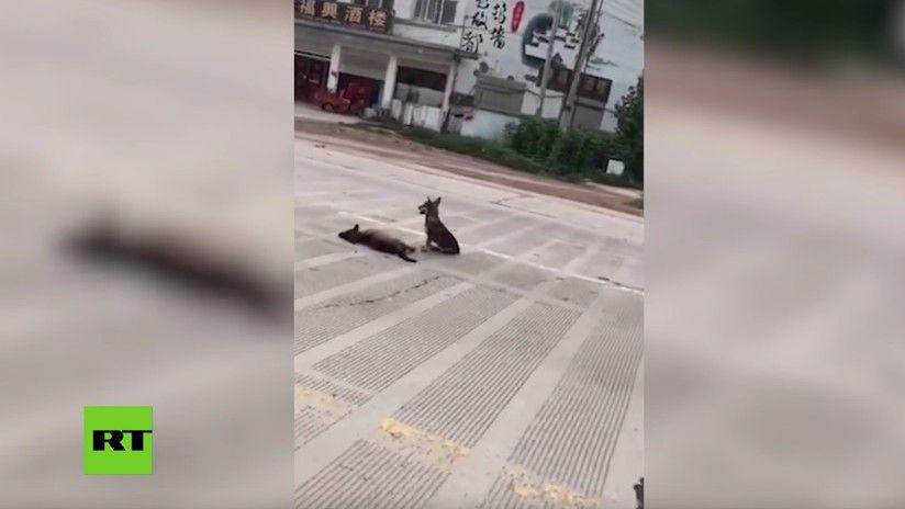 Un perro vigila el cuerpo de su amigo muerto