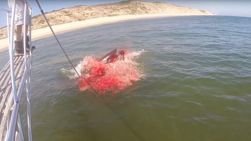 Graban el feroz ataque de un tiburoacuten a una foca en EEUU