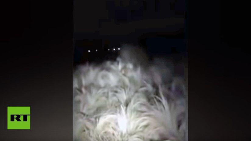 Una extrantildea criatura aparece en un campo de Coacuterdoba