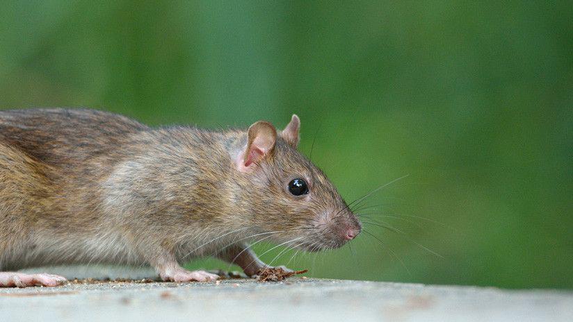 Insoacutelito- Descubren una rata con una planta sobre la espalda