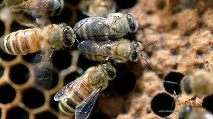 Comprueban que dos agroquímicos interfieren con la polinización de las abejas