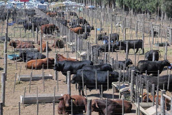 El Vivero San Carlos de La Banda seraacute sede de la 12ordf edicioacuten de la ExpoBra