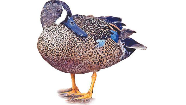 Caracteriacutesticas del Pato Media Luna (Anas discors)