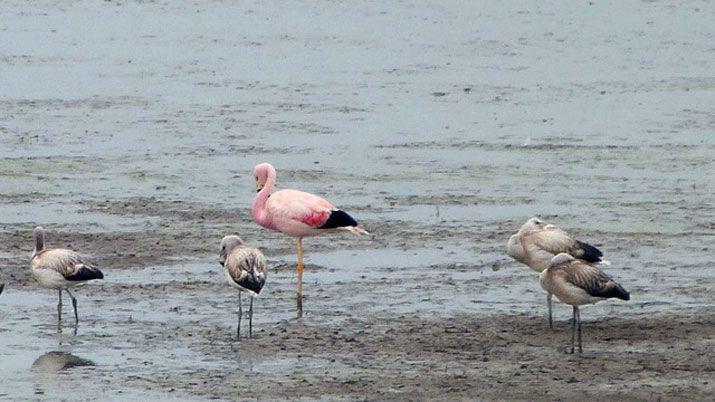 Dos aves emblemaacuteticas observadas en la laguna del dique
