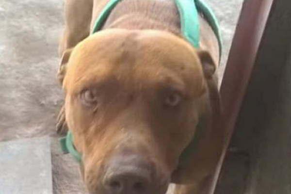La nintildea a la que un Pitbull le perforoacute el craacuteneo dejoacute terapia intensiva