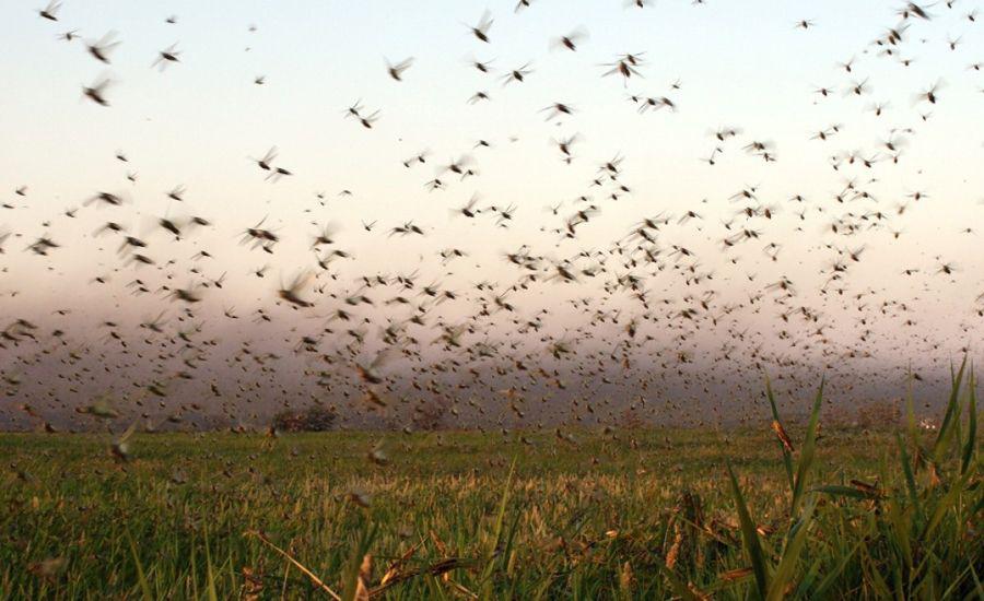 Impactante video sobre invasioacuten de langostas en Quimiliacute