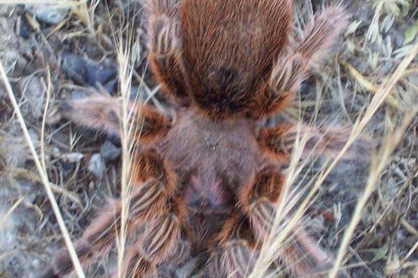 Lanzaraacuten campantildea para prevenir intoxicaciones por animales venenosos