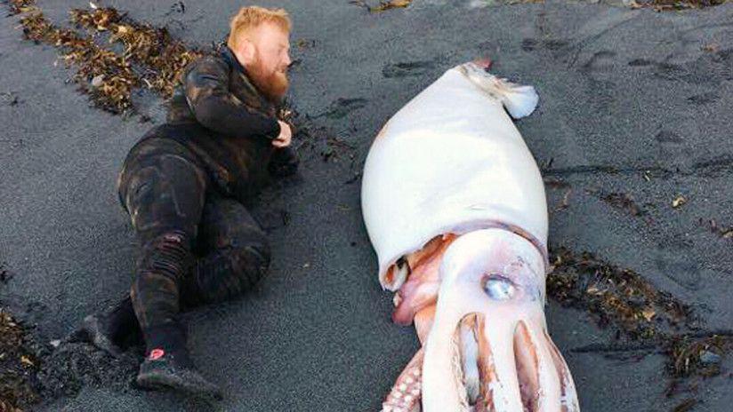 Hallan un calamar gigante en Nueva Zelanda