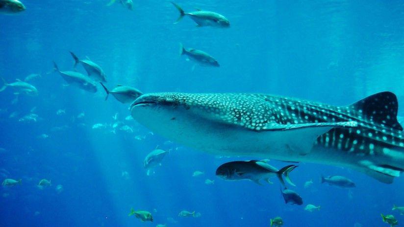 Un turista casi es succionado por un gigantesco tiburoacuten