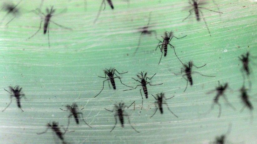 Increiacuteble- Mosquitos invaden una ciudad rusa