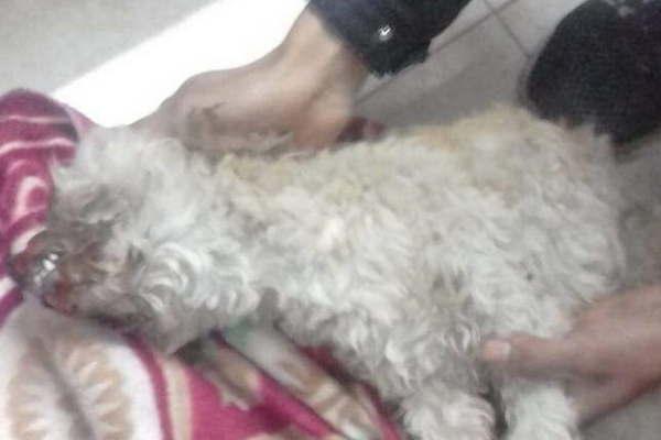 Matoacute un caniche y como pena trabajaraacute gratis en una iglesia durante un antildeo