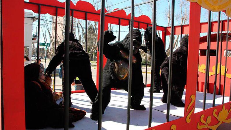 Insoacutelito- Denuncioacute por maltrato animal pero eran disfraces y peluches