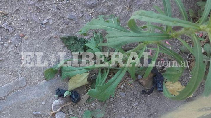 En procedimiento contra el narcomenudeo aprehenden a un joven