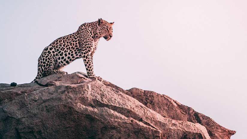 Un perro callejero ahuyenta a un feroz leopardo