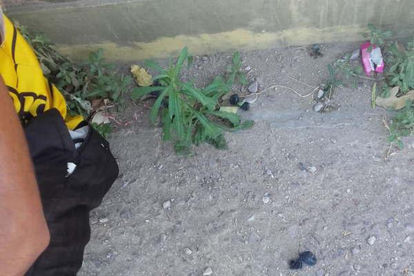 Los sorprenden fumando marihuana y secuestran una planta de cannabis