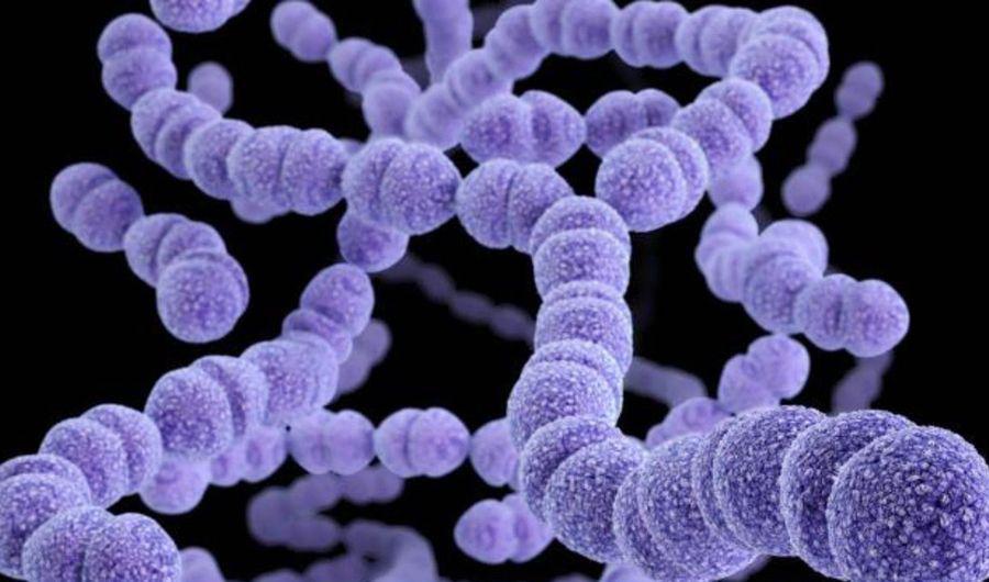Alerta epidemioloacutegica por una bacteria que ya matoacute a cuatro nintildeos