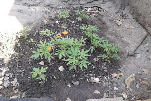 Descubren plantas de marihuana semillas aceite de cannabis y secuestran bienes que seriacutean robados