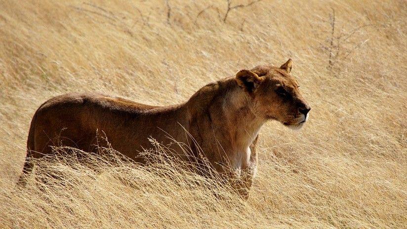 El susto de sus vidas- Un leoacuten atacoacute a un auto en Sudaacutefrica